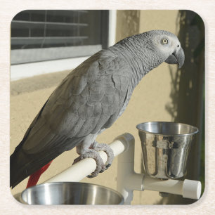 Elegant Congo African Grey Parrot on Stand Square Paper Coaster