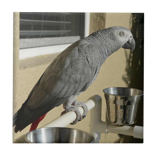 Elegant Congo African Grey Parrot on Stand Tile (Front)
