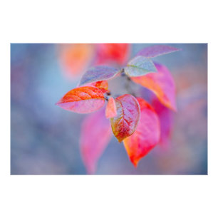 Elegant Cotoneaster Leaves Photo Print