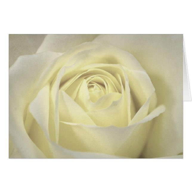 Elegant Cream Rose Card (Front Horizontal)