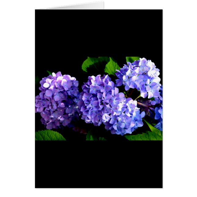 Elegant deep purple floral flowers  hydrangea (Front)