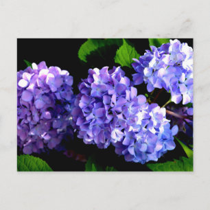 Elegant deep purple florals periwinkle hydrangeas postcard