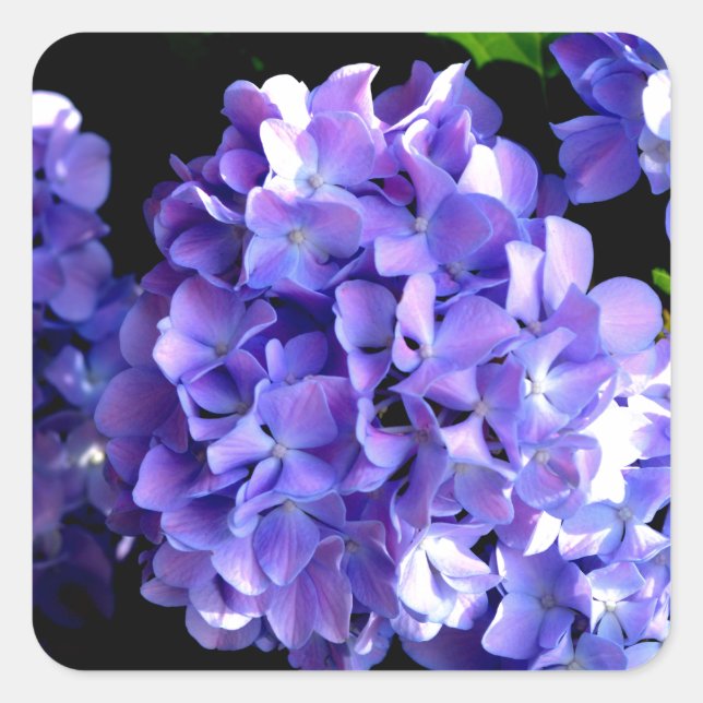 Elegant deep purple florals periwinkle hydrangeas square sticker (Front)