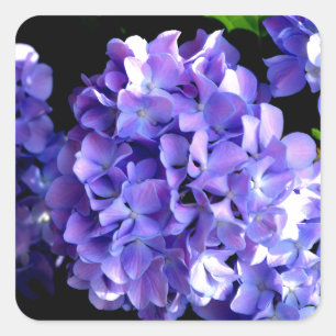 Elegant deep purple florals periwinkle hydrangeas square sticker