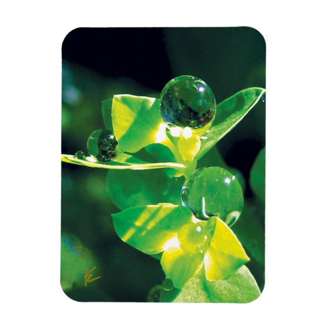 Elegant Dew Drops on Green Leaves Magnet (Vertical)