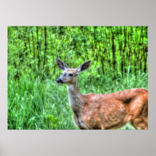 Elegant Doe Female Deer Wildlife Photo Poster