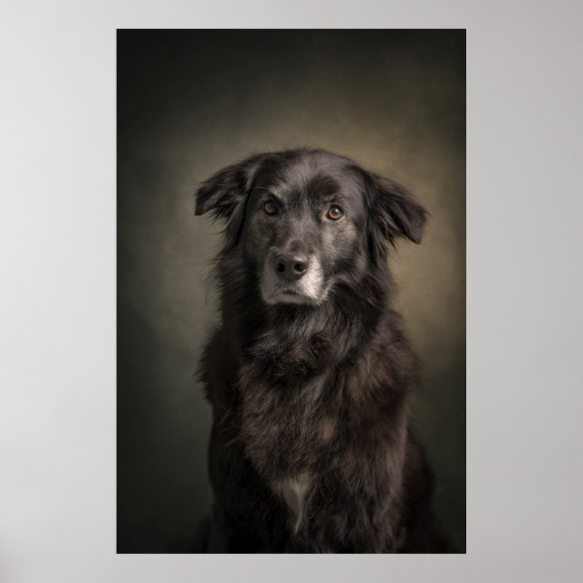 Elegant Dog Silhouette Poster (Front)