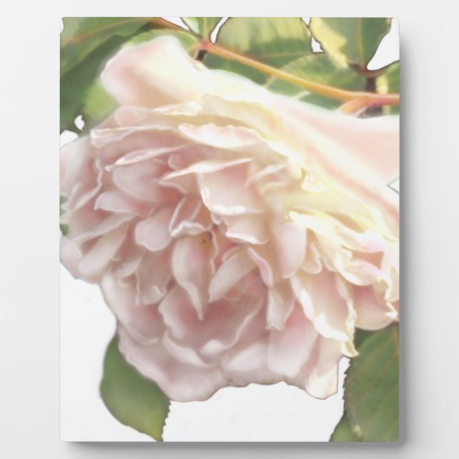 Elegant dusty peachy orange white floral rose plaque (Front)