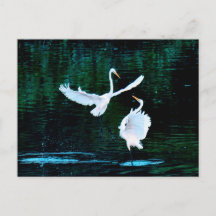 Elegant Egrets In Dance