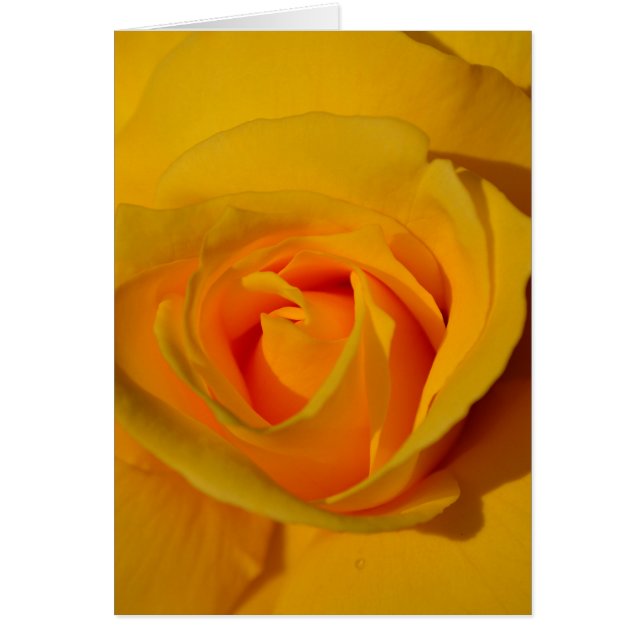 Elegant floral flower Yellow Rose (Front)