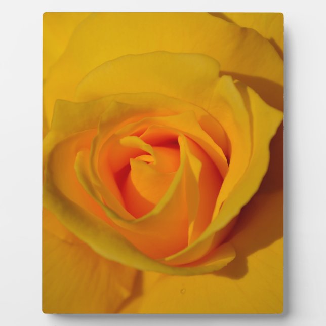 Elegant floral flower Yellow Rose Plaque (Front)