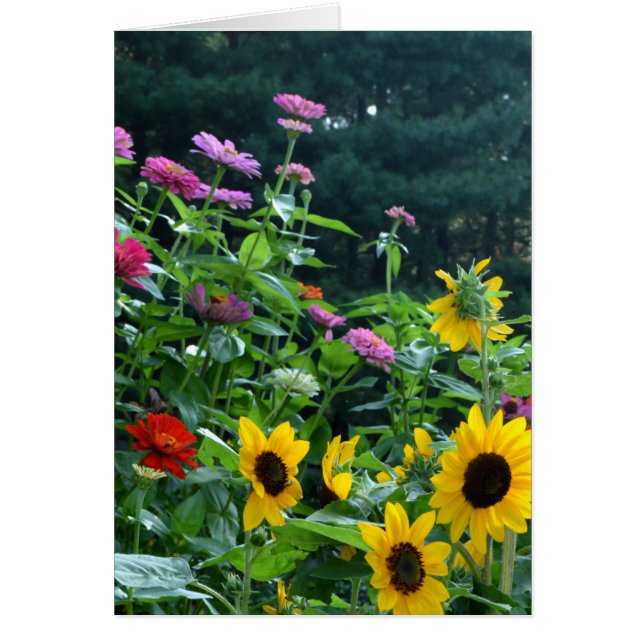 Elegant floral garden sunflowers zinnias daisies  (Front)