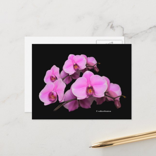 Elegant Floral Pink Orchids Phalaenopsis on Black Postcard (Front/Back In Situ)