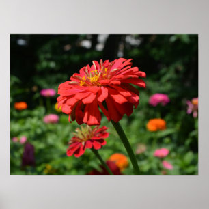 Elegant flower garden red orange pink flowers poster