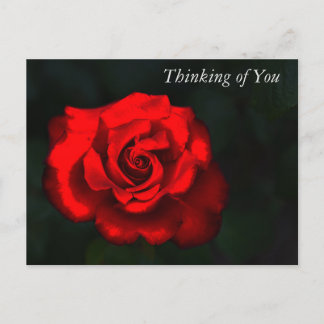 Elegant Flower Red Rose Thinking of You Holiday Postcard