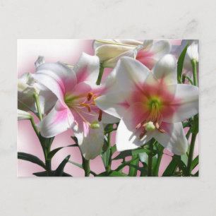 Elegant Flower Wedding Shower Peace Love Destiny Postcard