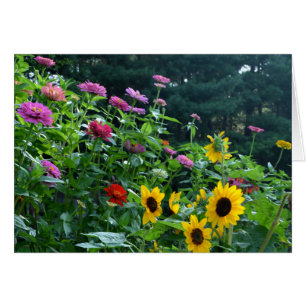 Elegant garden sunflower, daisies, cosmos