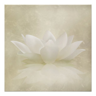 Elegant Gentle White  Lotus / Lily flower Poster