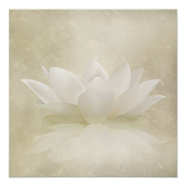 Elegant Gentle White  Lotus / Lily flower Poster (Front)