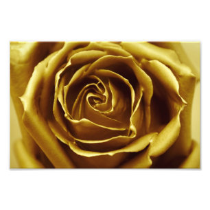 Elegant Golden Rose Photo Print