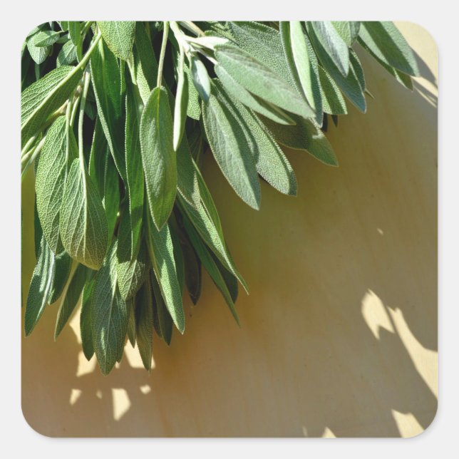 Elegant green botanical leaves Fresh-cut herbs Square Sticker (Front)