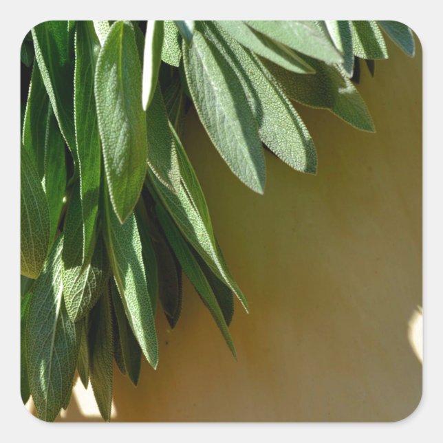 Elegant green botanical leaves Fresh-cut herbs Square Sticker (Front)