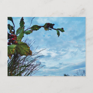 Elegant Holly Christmas, blue sky Holiday Postcard