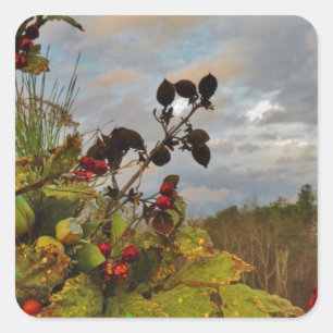 Elegant Holly Christmas, Square Sticker