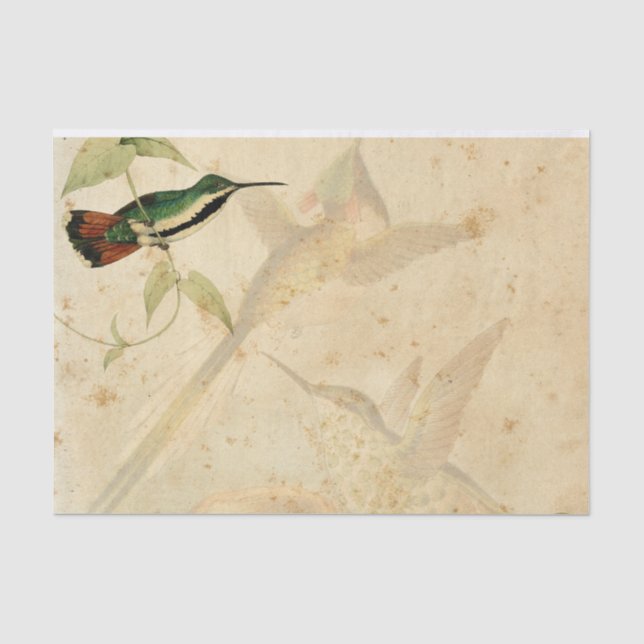 Elegant Hummingbird Tissue Paper (Front)