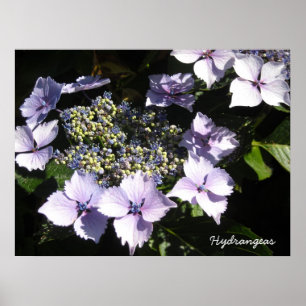 Elegant  Hydrangeas Poster
