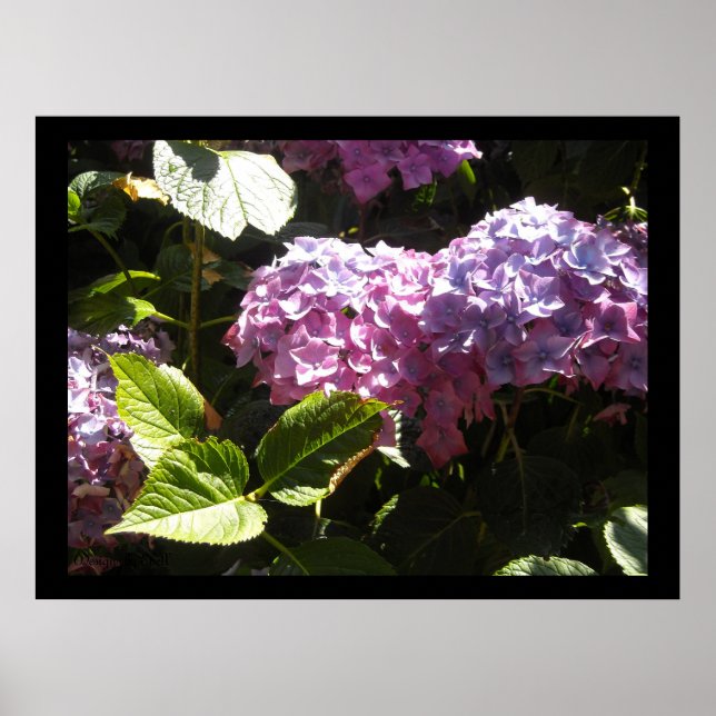 Elegant Hydrangeas Poster (Front)