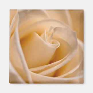Elegant Ivory Rose Magnet