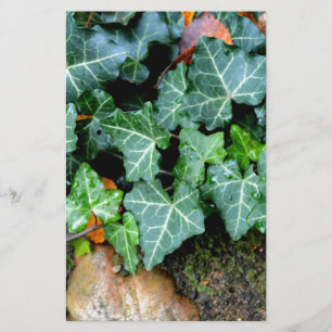 Elegant Ivy field stone boho botanical  Stationery