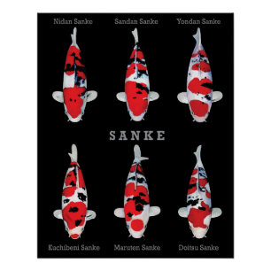 Elegant Koi Fish Poster – Timeless & Artistic Deco