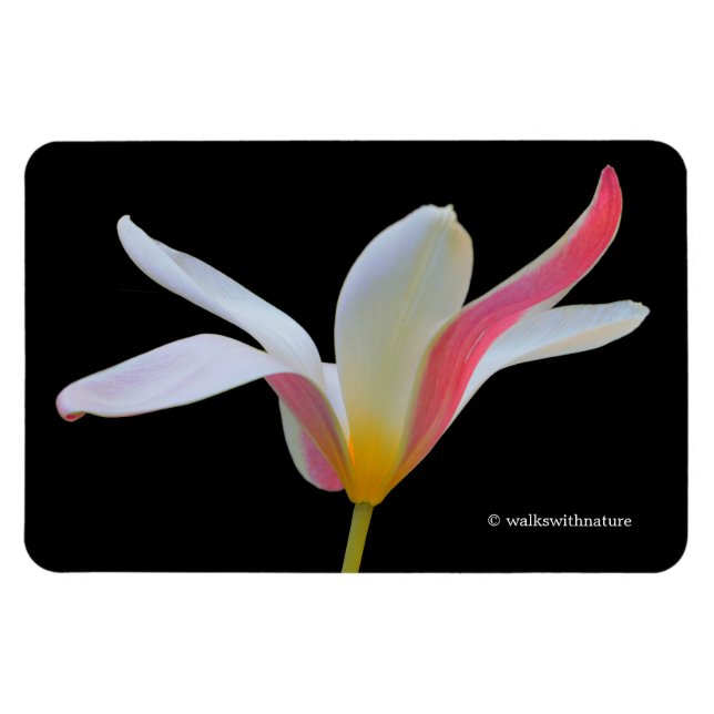Elegant Lady Tulip White Pink Flowers Magnet (Horizontal)