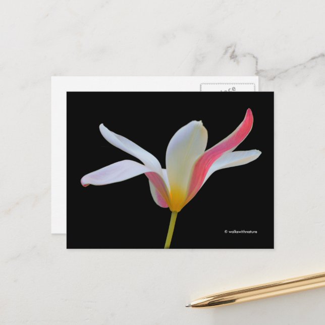 Elegant Lady Tulip White Pink Flowers Postcard (Front/Back In Situ)