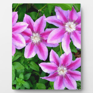 elegant light pink purple florals boho botanical plaque