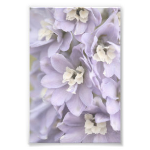 Elegant Light Purple Flower Blossoms Floral Photo Print