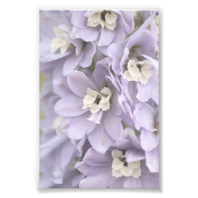 Elegant Light Purple Flower Blossoms Floral Photo Print (Front)