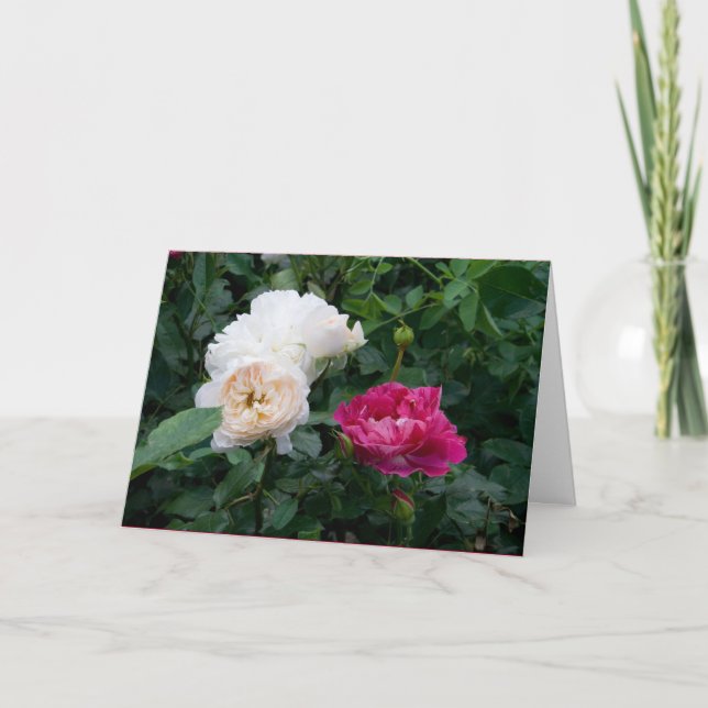 Elegant Modern Cream Pink Roses Flowers Get Well Card (Front)