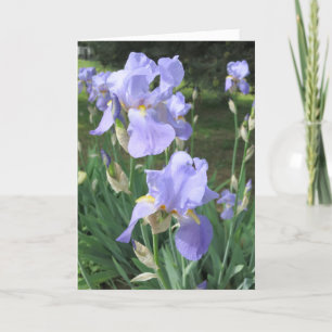 Elegant Modern Purple Iris Flowers Photo Get Well Card