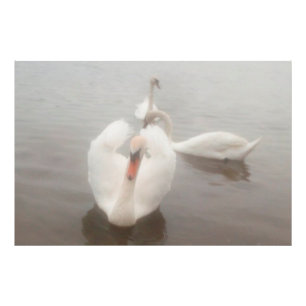 Elegant Modern Watercolors Art Swans On The Danube Photo Print