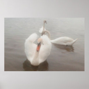 Elegant Modern Watercolors Art Swans On The Danube Poster