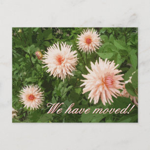Elegant moving postcards with Chrysanthemum flower