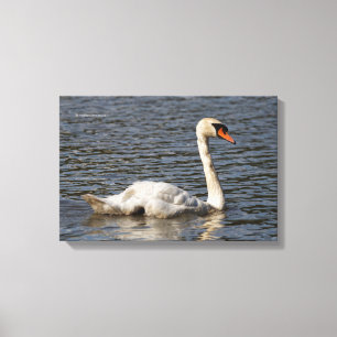 Elegant Mute Swans at Stanley Park Lagoon Canvas Print