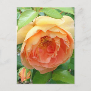 Elegant Orange Blush Rose Postcard