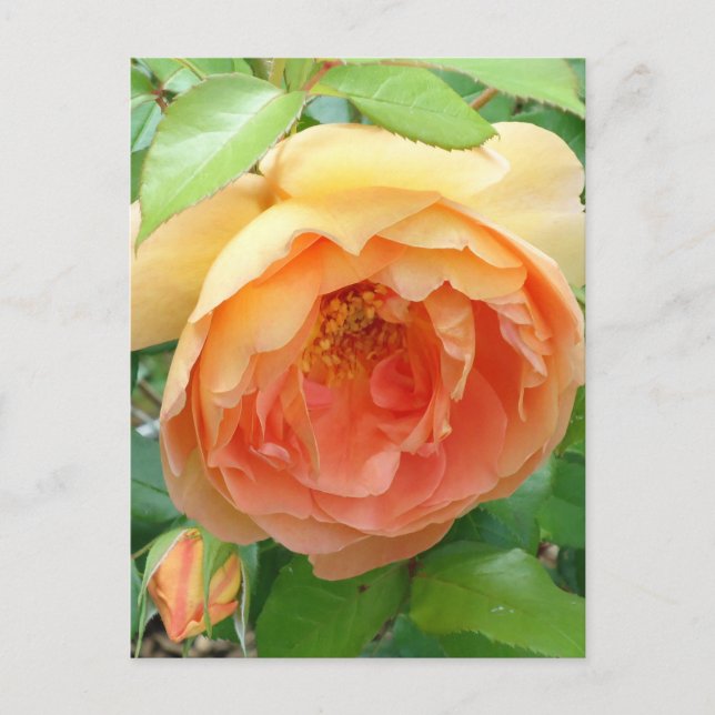 Elegant Orange Blush Rose Postcard (Front)