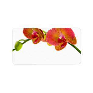 Elegant Orange Orchids Custom Blank Labels