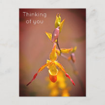 Elegant OrangeYellow Orchid Flower Thinking of You