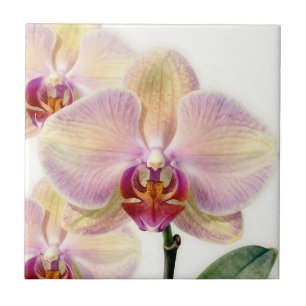 Elegant Pastel Purple Orchid Bloom Tile
